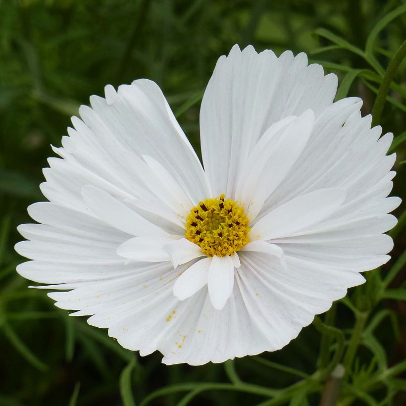 Cosmea Cupcakes Wit (zaad) - Cosmos bipinnatus (Flowering)