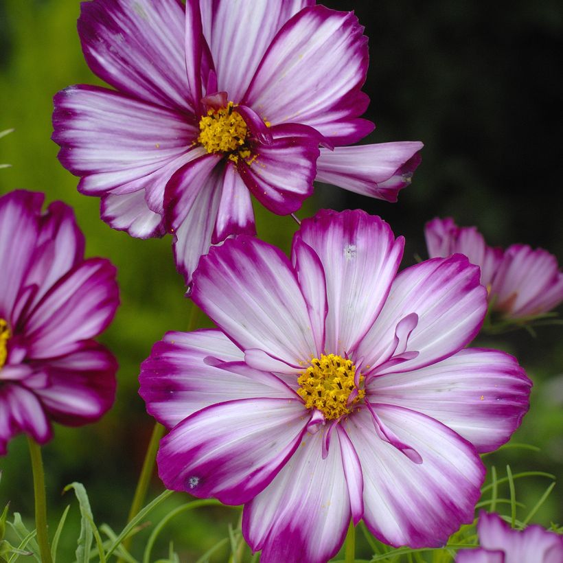 Cosmea Fizzy Pink (zaad) - Cosmos bipinnatus (Bloei)