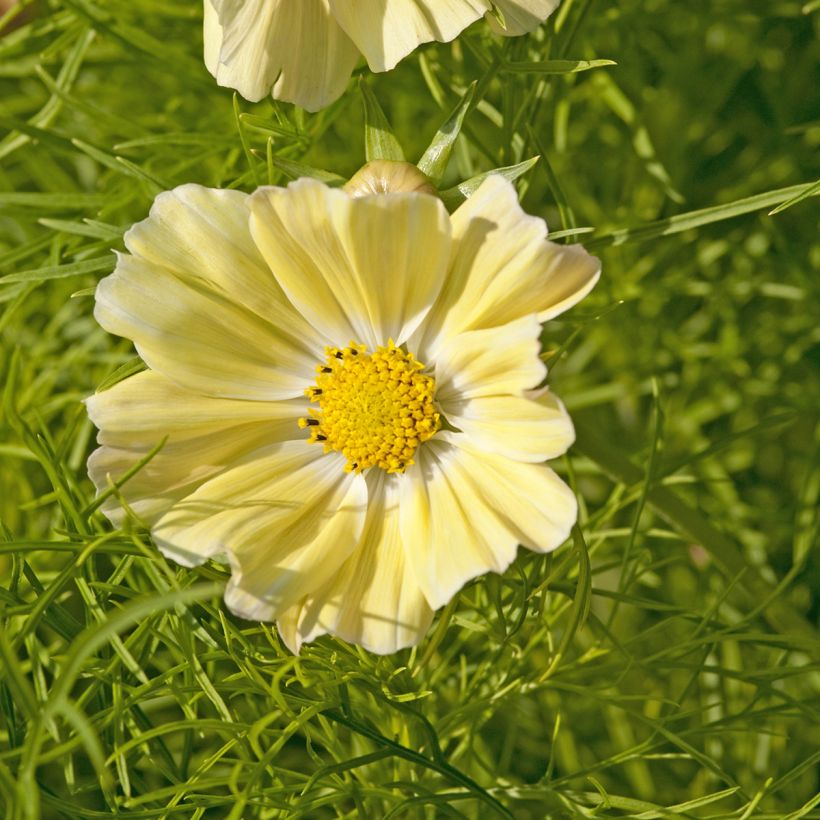 Cosmos sulphureus Kiiro (zaad) - Oranje cosmea (Bloei)