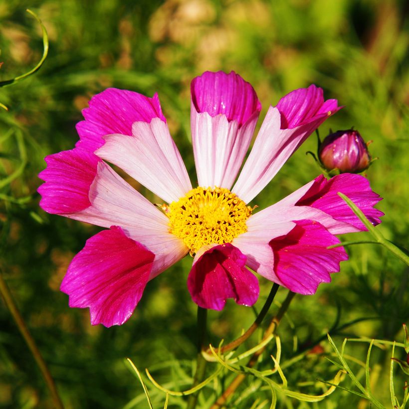 Cosmea Sea Shells (zaad) - Cosmos bipinnatus (Bloei)