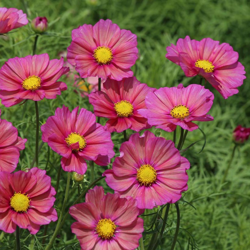 Cosmea Xsenia (zaad) - Cosmos bipinnatus (Flowering)