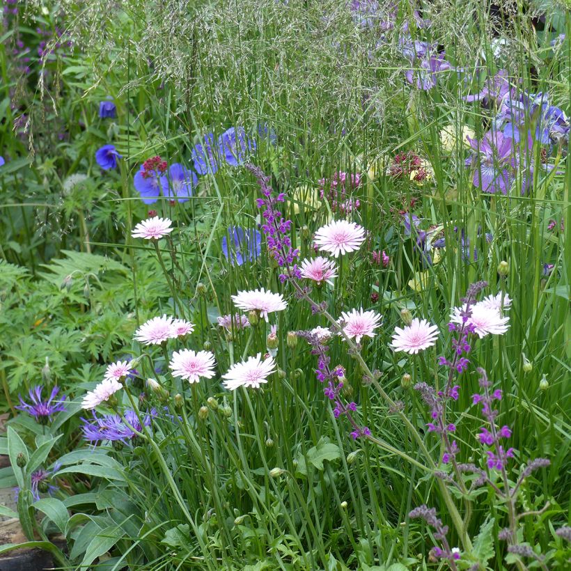 Crepis rubra (zaad) - Streepzaad (Groeiplaats)