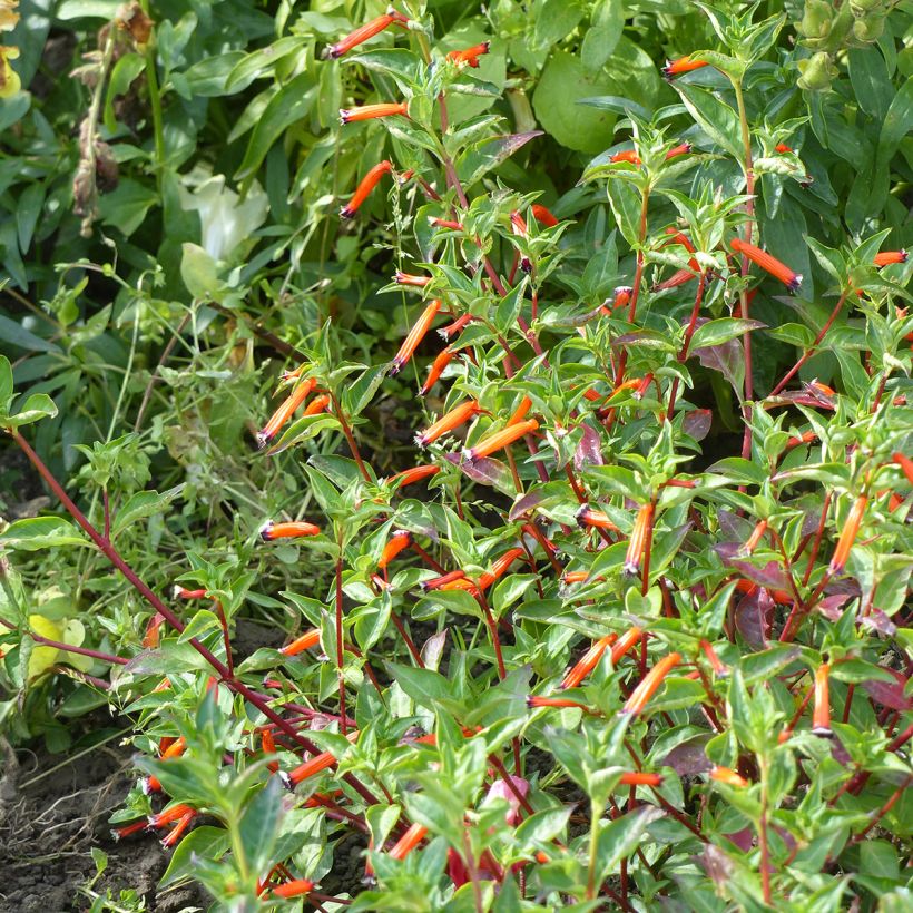 Cuphea ignea (zaad) - Luciferplant (Groeiplaats)