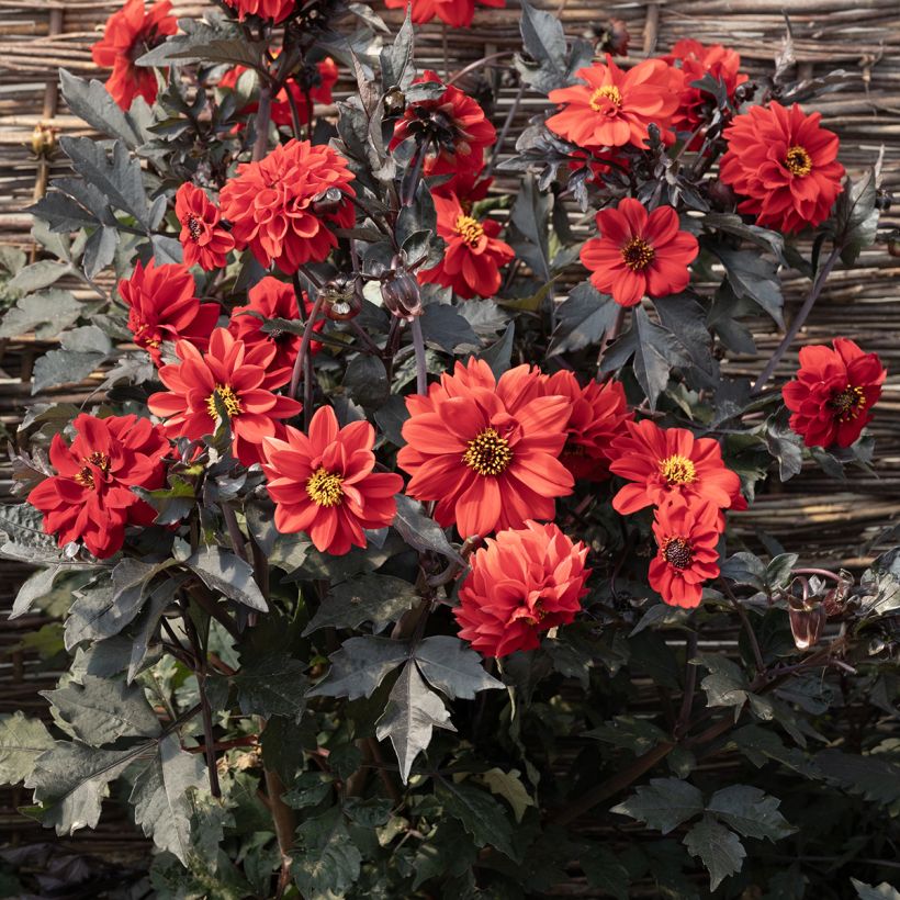 Dahlia pinnata Black Forest Ruby (zaad) (Bloei)