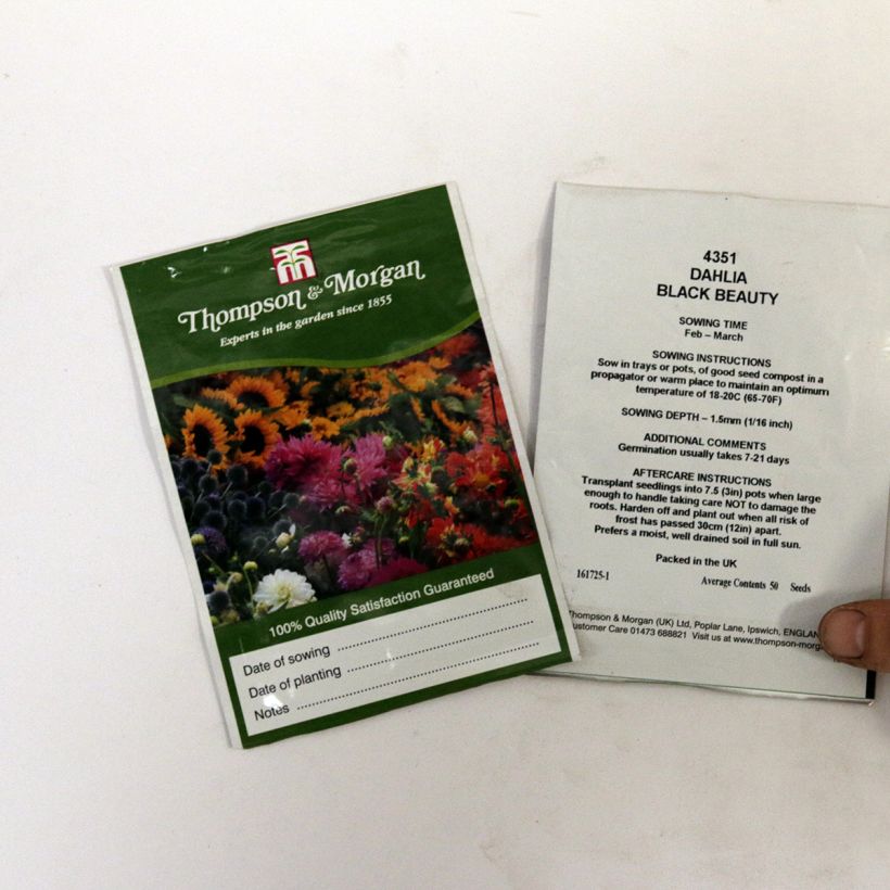 Voorbeeld van een exemplaar van Dahlia Black Beauty (zaad) het zakje met 50 zaden zoals geleverd