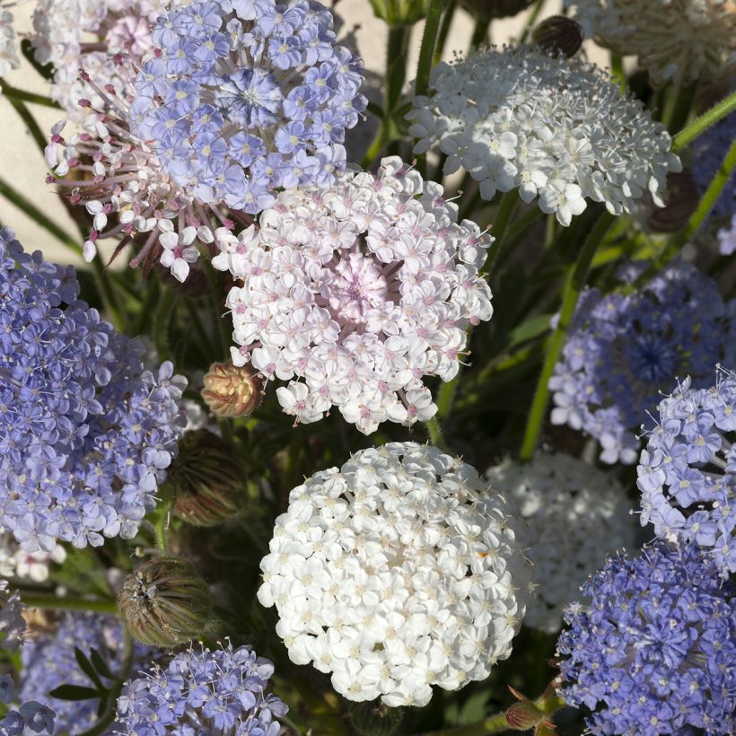 Didiscus caeruleus Lace Heavenly Umbels (zaad) - Trachymene blauw (Bloei)