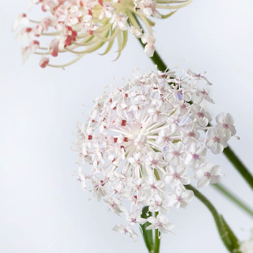 Didiscus caeruleus Lace Pink (zaad) - Trachymene (Bloei)