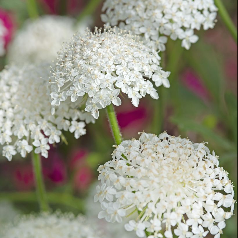 Didiscus caeruleus Lace Wit (zaad) - Trachymene (Bloei)