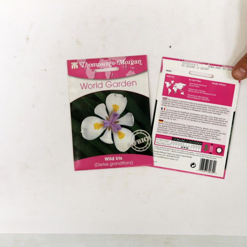 Voorbeeld van een exemplaar van Dietes grandiflora (zaad) - Afrikaanse iris het zakje met 10 zaden zoals geleverd