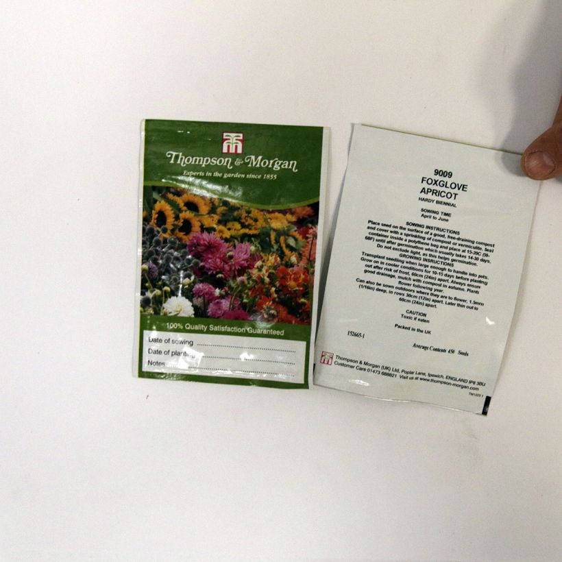 Voorbeeld van een exemplaar van Digitalis purpurea Apricot (zaad) - Vingerhoedskruid het zakje met 2550 zaden (0,3g) zoals geleverd