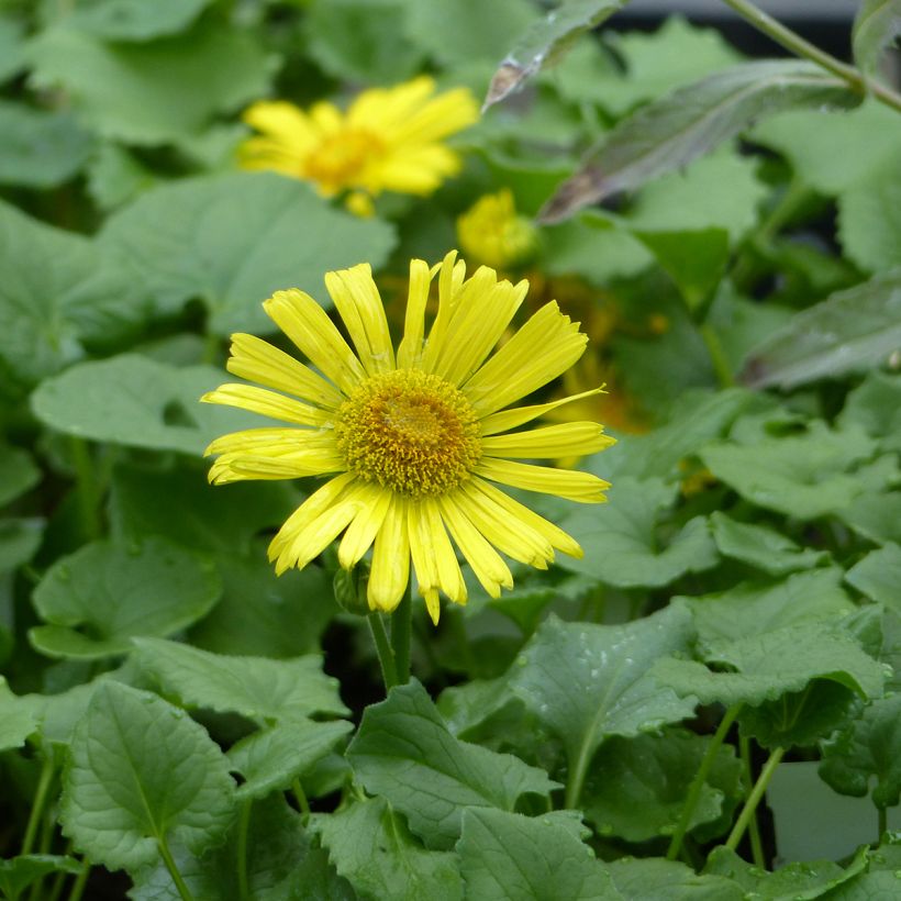 Doronicum caucasicum Little Leo (zaad) - Voorjaarszonnebloem (Bloei)