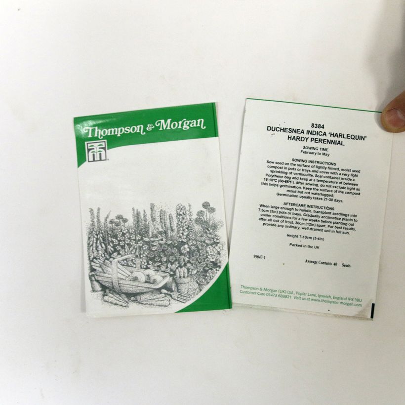 Voorbeeld van een exemplaar van Duchesnea indica Harlequin (zaad) - Schijnaardbei het zakje met 40 zaden zoals geleverd