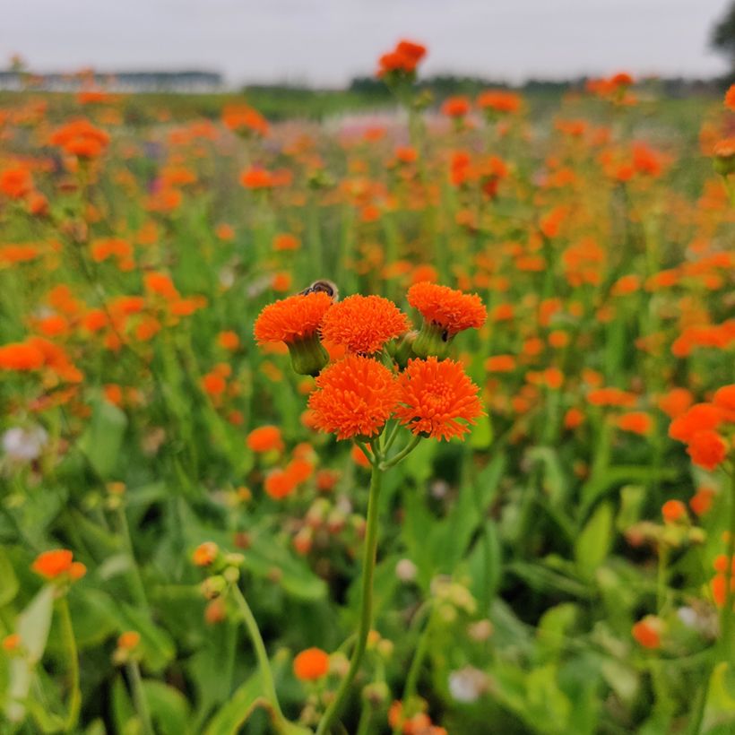 Emilia sonchifolia var. javanica Irish Poet (zaad) - Kwastjesbloem (Bloei)
