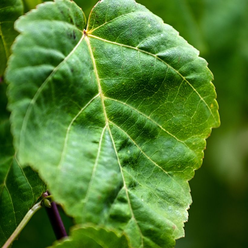 Zaden van Acer davidii (Blad)