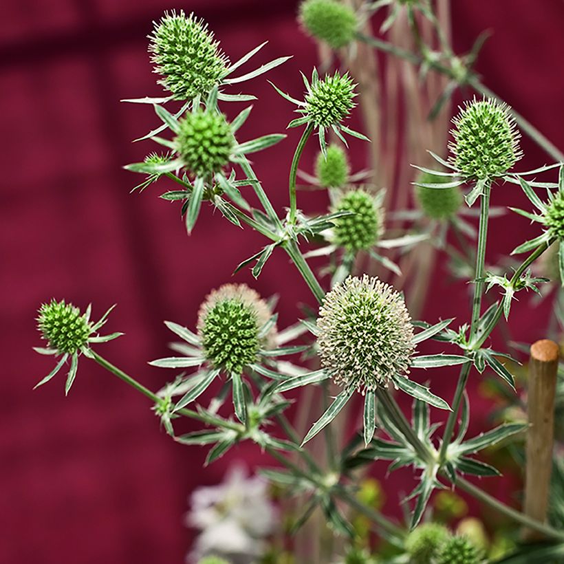 Eryngium planum White Glitter (zaad) - Vlakke kruisdistel (Oogst)