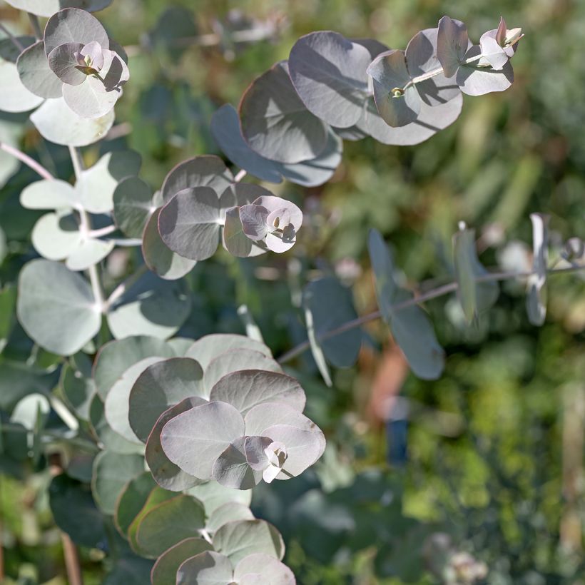 Eucalyptus cinerea Silver Dollar (zaad) - Gomboom (Blad)