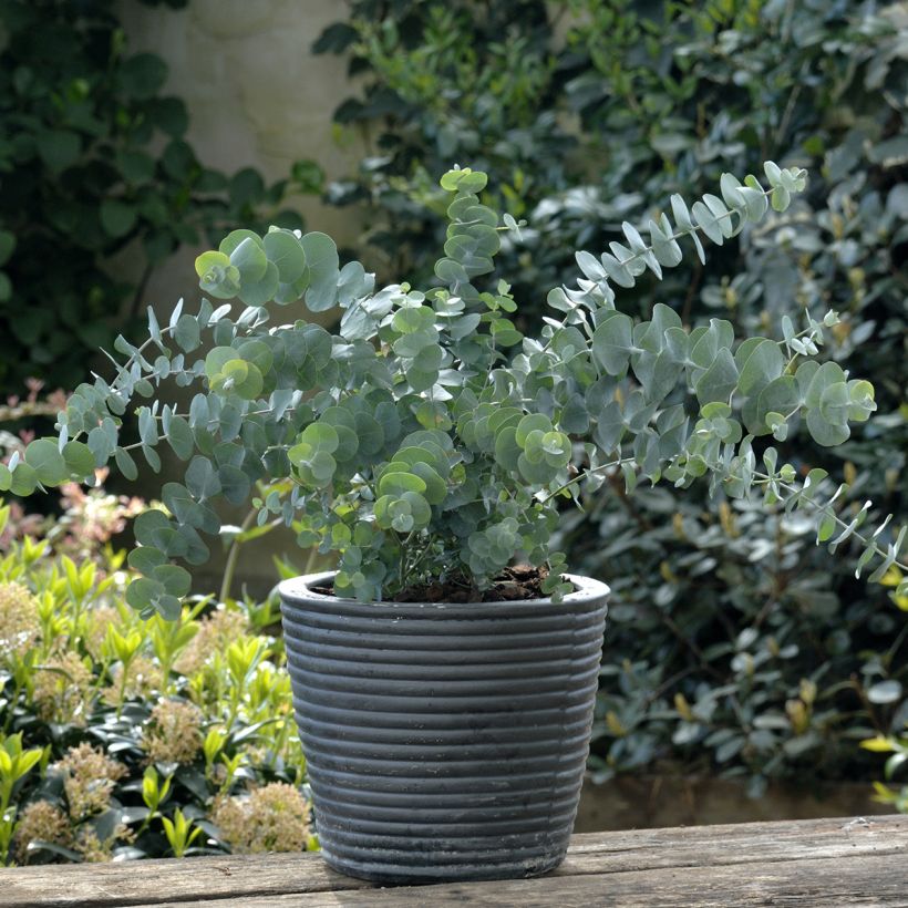 Eucalyptus pulverulenta Baby Blue Spiral (zaad) - Gomboom (Groeiplaats)