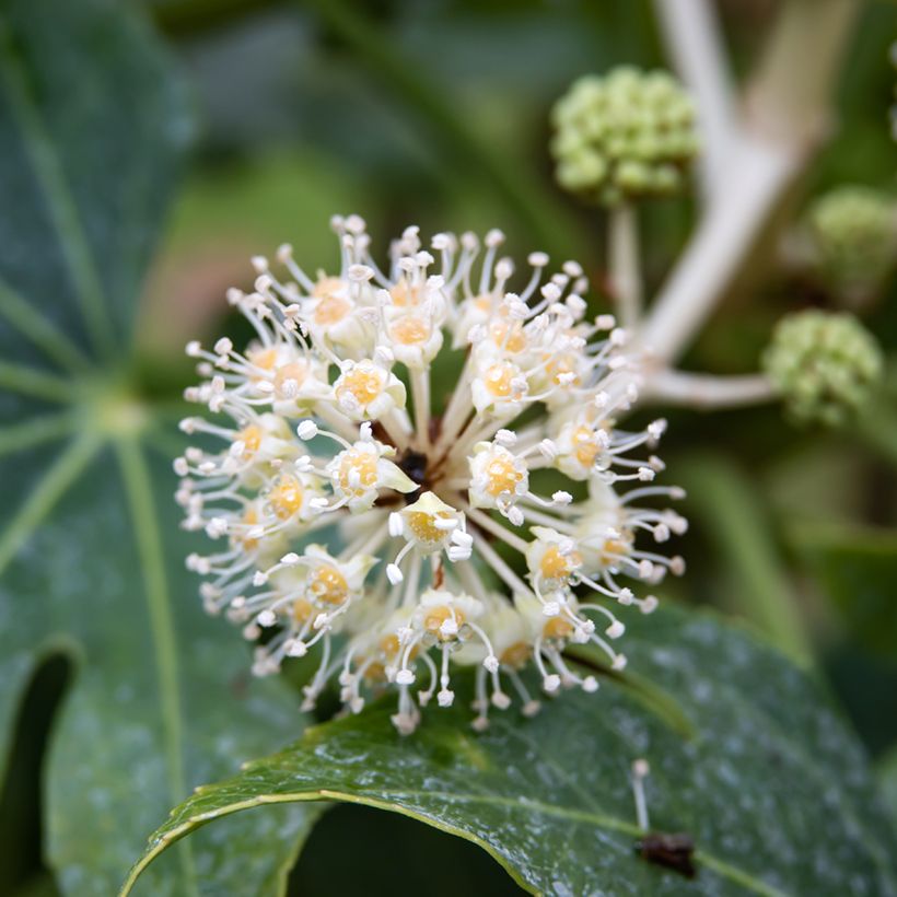 Fatsia japonica (zaad) - Vingerplant (Bloei)