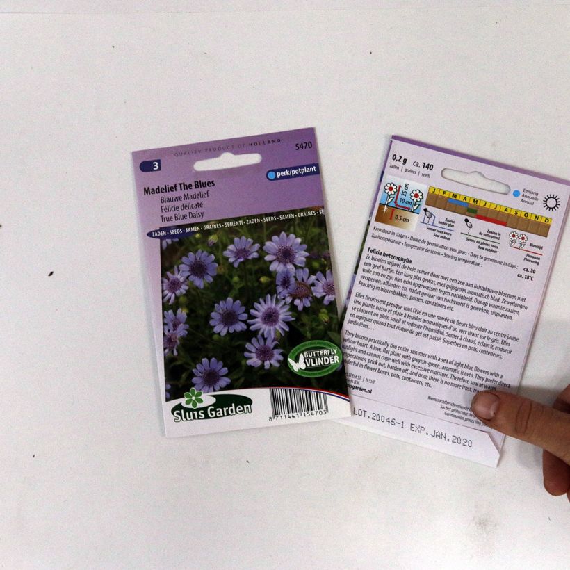 Example of Graines de Félicie délicta The Blues - Felicia heterophylla per pack of 140 seeds as you get