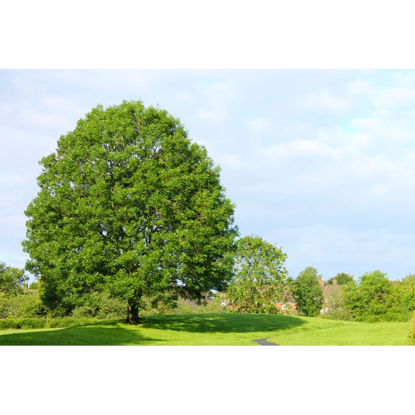 Fraxinus excelsior (zaad) - Gewone es (Groeiplaats)