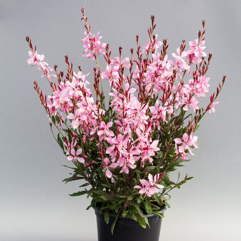 Gaura lindheimeri Emmeline Pink Bouquet (zaad) - Prachtkaars (Groeiplaats)
