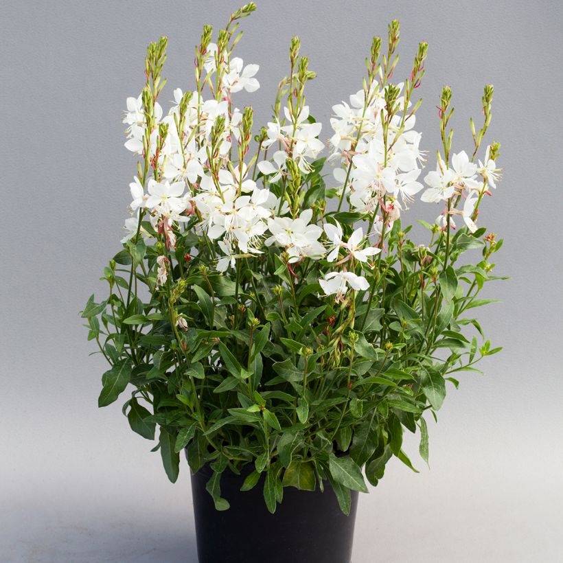 Gaura lindheimeri Emmeline White (zaad) - Prachtkaars (Groeiplaats)