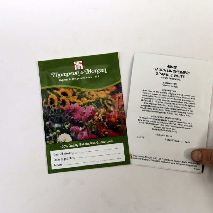 Voorbeeld van een exemplaar van Gaura lindheimeri Sparkle White (zaad) - Prachtkaars het zakje met 15 zaden zoals geleverd