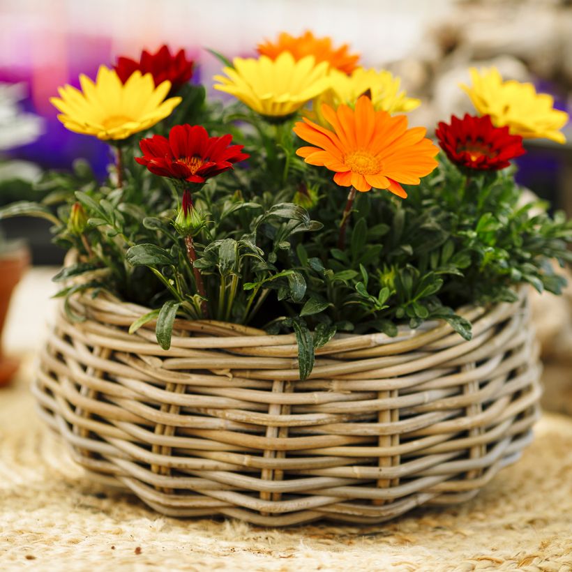 Gazania Enorma Mix (zaad) - Middaggoud (Plant habit)