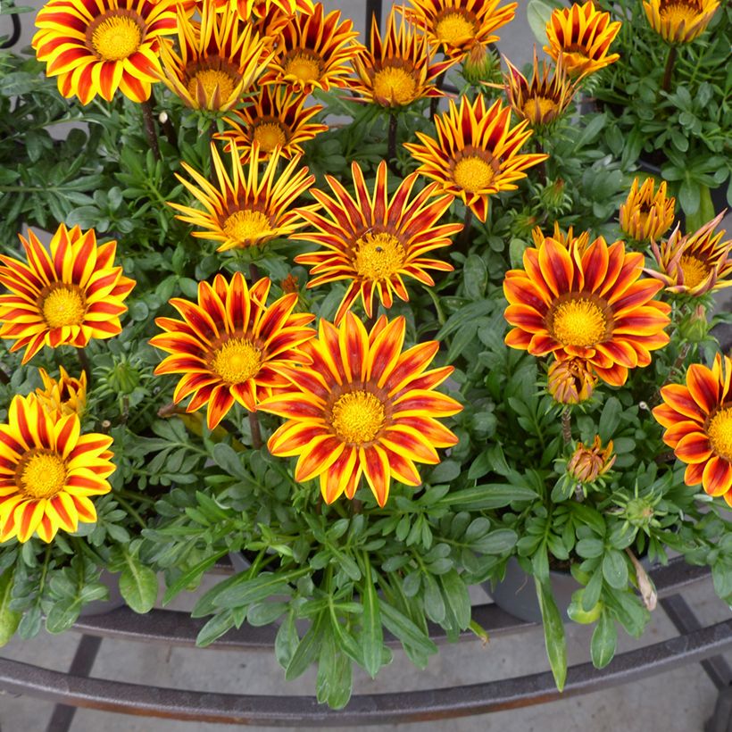 Gazania Zany F1 Orange Flame (zaad) - Middaggoud (Bloei)