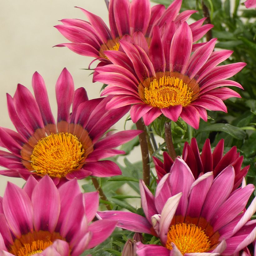 Gazania Zany F1 Roze (zaad) - Middaggoud (Bloei)