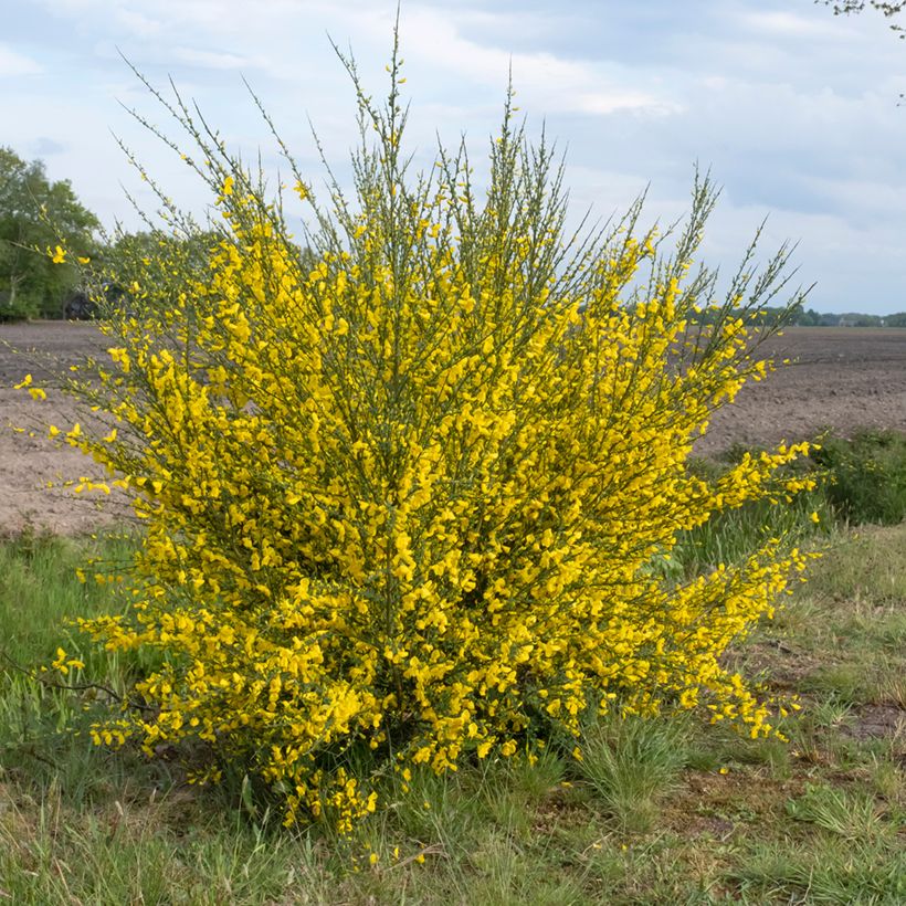 Cytisus scoparius (zaad) - Brem (Groeiplaats)