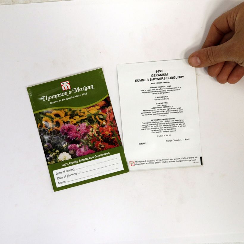 Voorbeeld van een exemplaar van Pelargonium peltatum Summer Showers Burgundy (zaad) - Hanggeranium het zakje met 6 zaden zoals geleverd