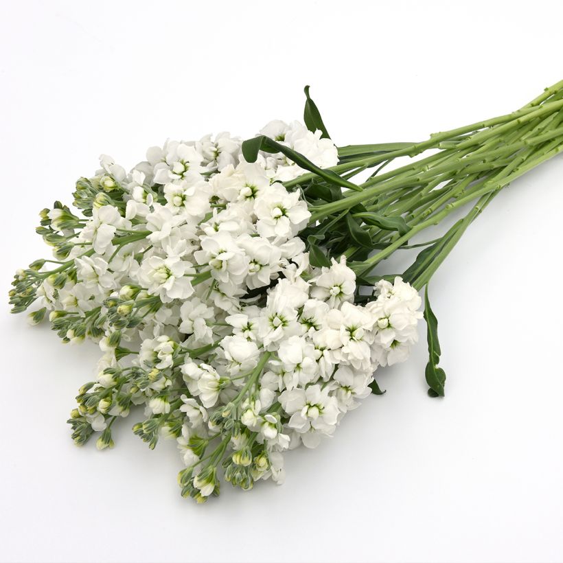 Matthiola incana Katz Hi Double Wit (zaad) - Zomerviolier (Bloei)