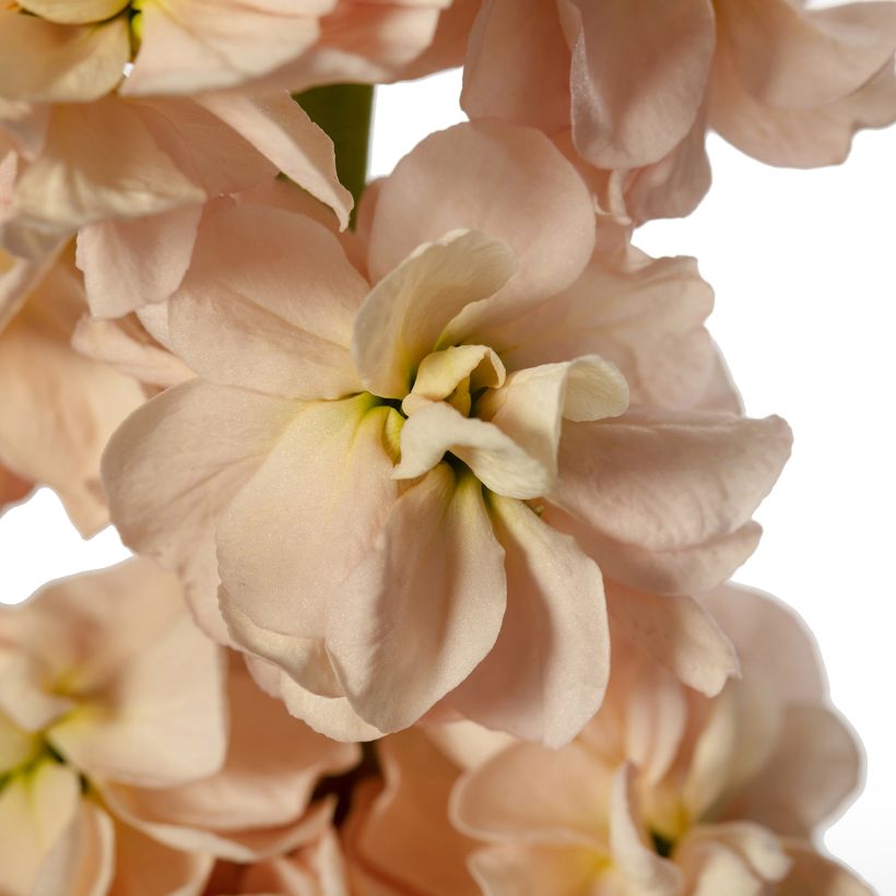 Zaden Matthiola Milla Salmon (Bloei)