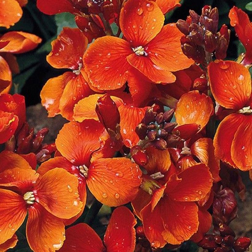 Erysimum cheiri Bedder Scarlet (zaad) – Muurbloem (Bloei)