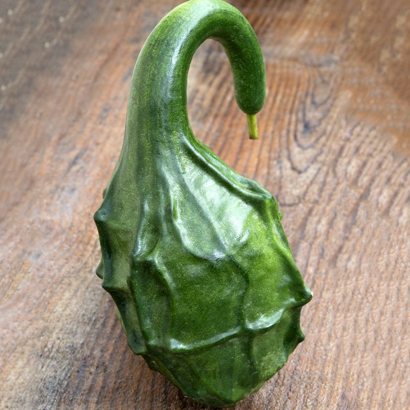Fleskalebas Dinosaur (zaad) - Cucurbita siceraria (Oogst)