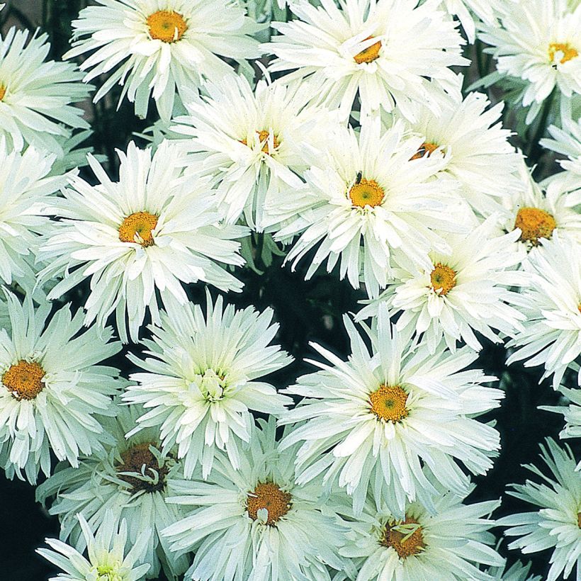 Leucanthemum superbum Crazy Daisy (zaad) - Tuinmargriet (Bloei)