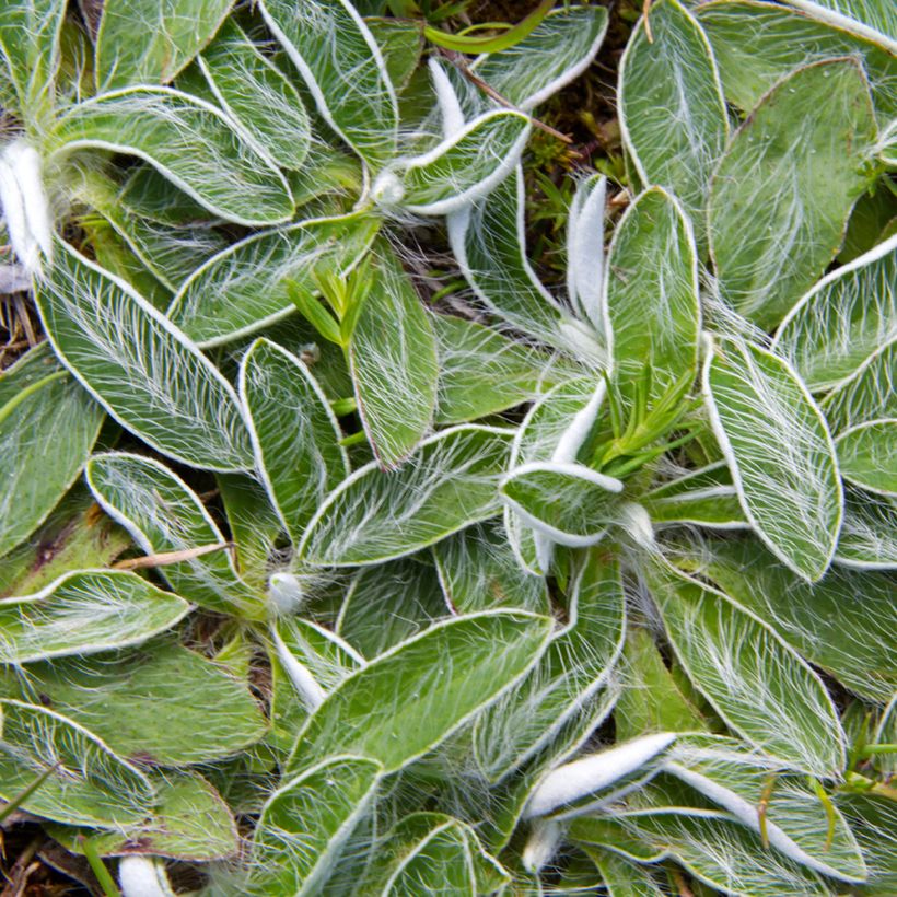 Pilosella officinarum (zaad) - Muizenoor (Blad)