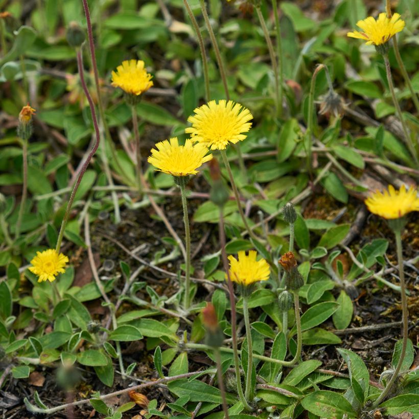 Pilosella officinarum (zaad) - Muizenoor (Groeiplaats)