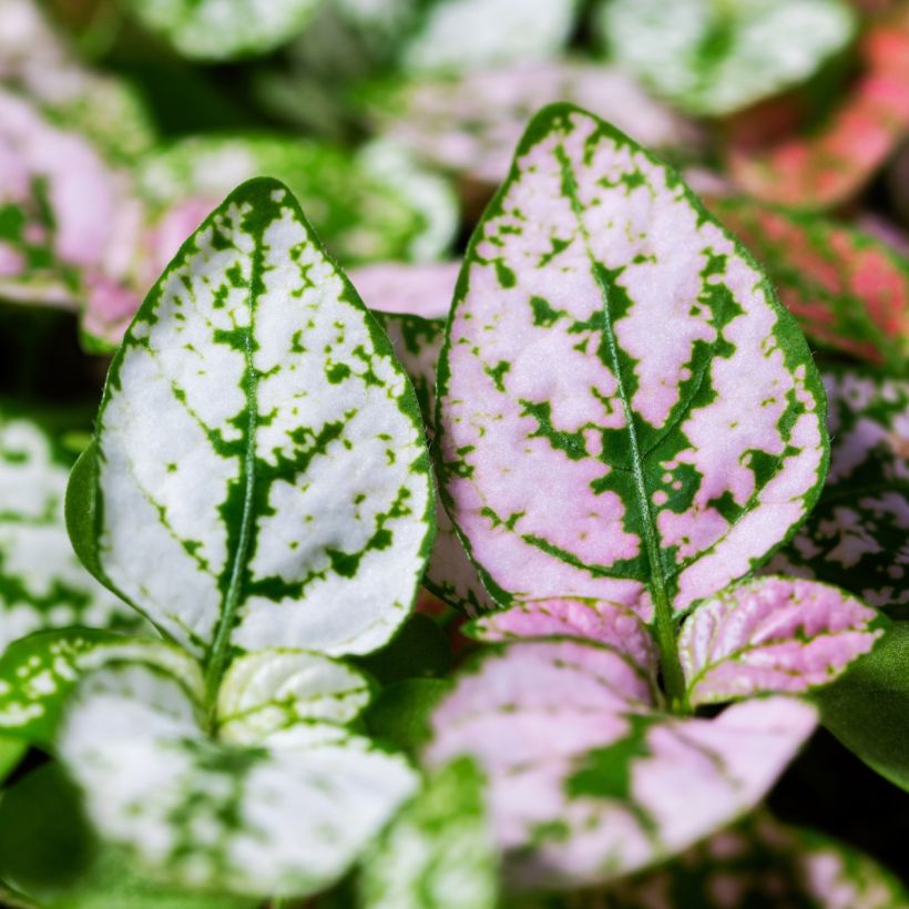 Hypoestes Coloratus Mix (zaad) - Sproetenplant (Foliage)