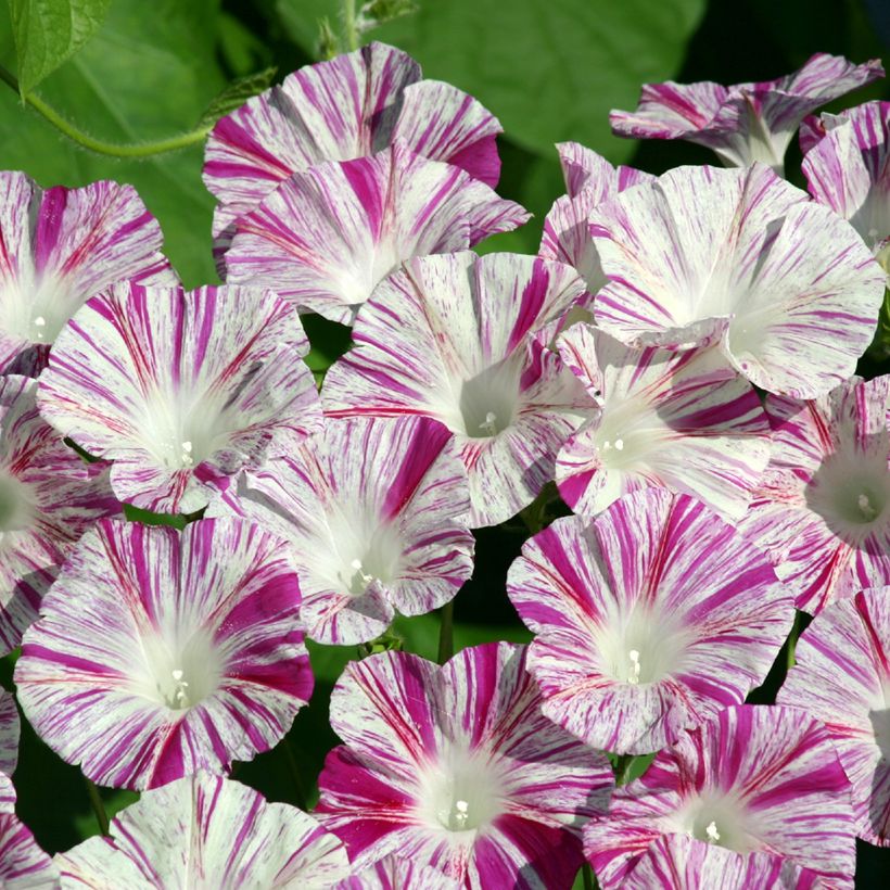 Ipomoea purpurea Venice Pink (zaad) - Klimmende winde (Bloei)