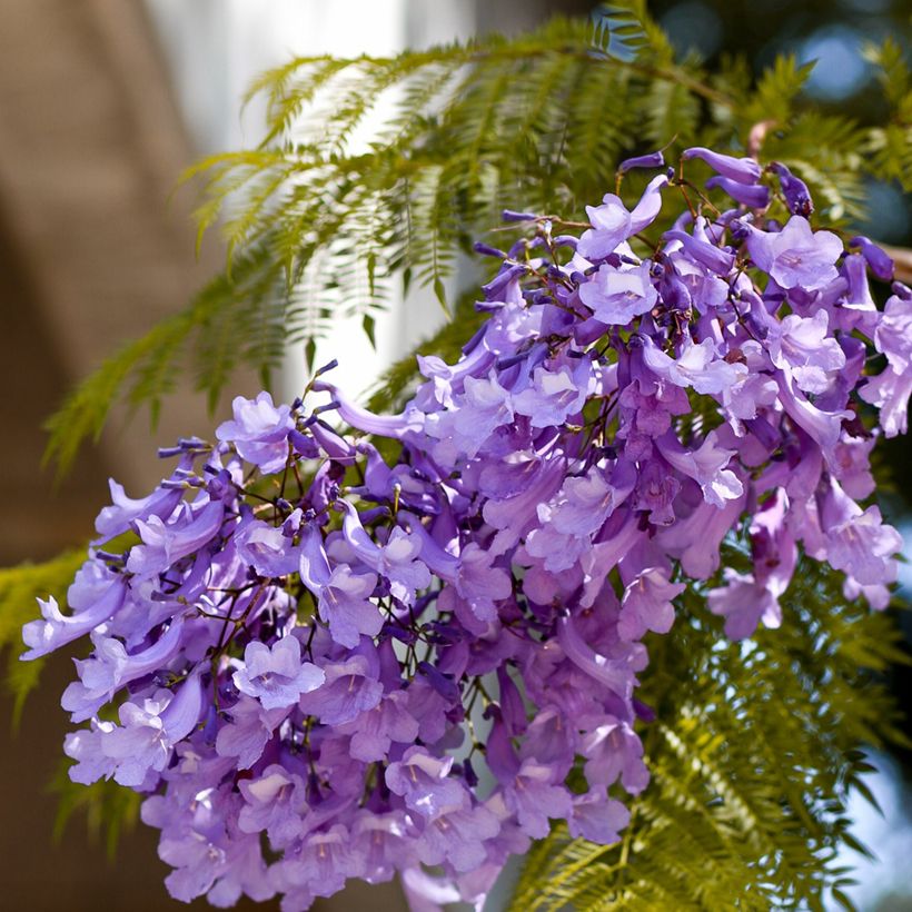 Jacaranda mimosifolia (zaad) - Blauwe jacaranda (Bloei)
