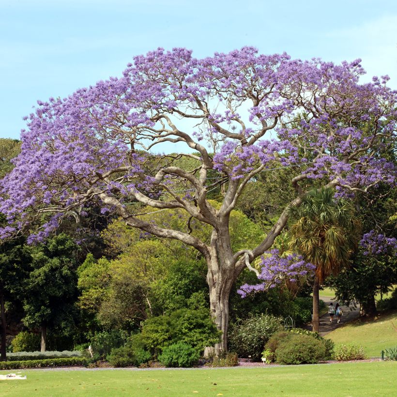 Jacaranda mimosifolia (zaad) - Blauwe jacaranda (Groeiplaats)