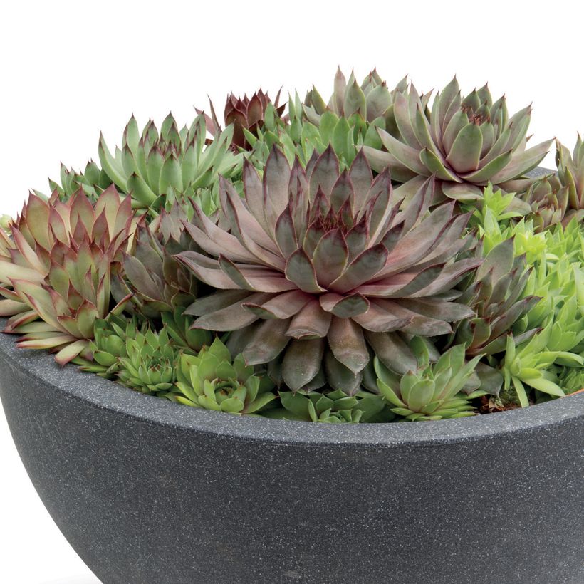 Sempervivum Hippie Chicks (zaad) - Huislook (Groeiplaats)