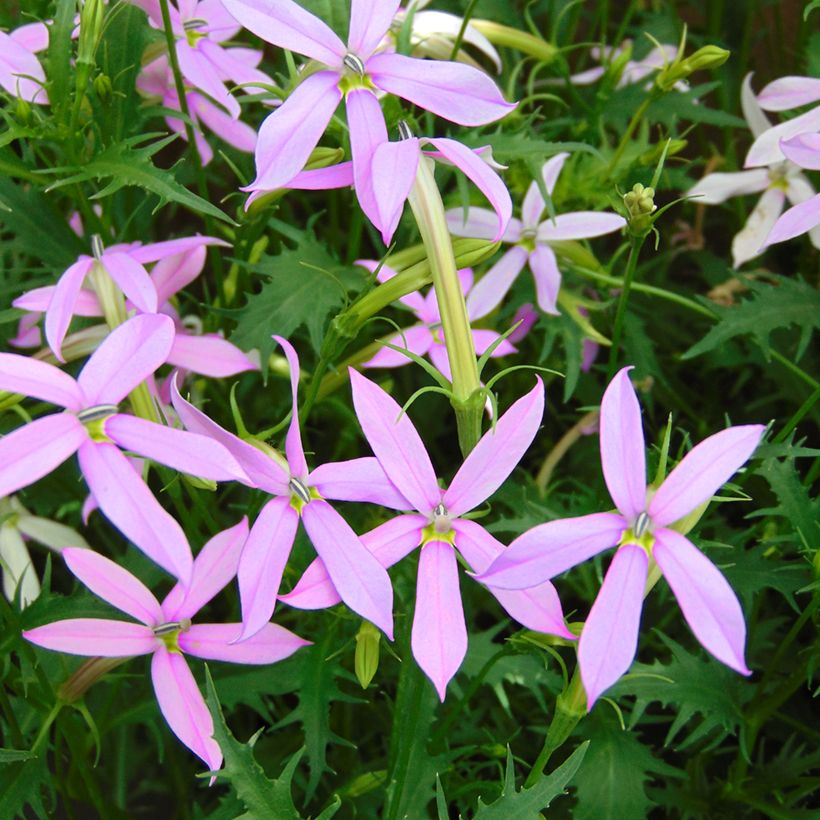 Laurentia Blue Star (zaad) (Bloei)