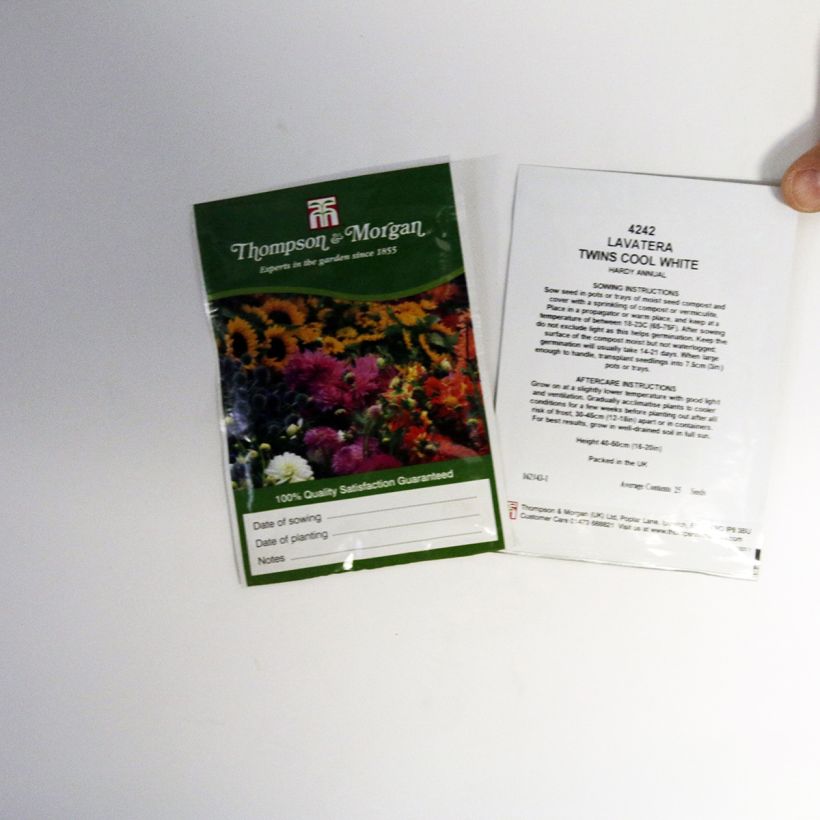 Voorbeeld van een exemplaar van Lavatera trimestris Twins Cool White (zaad) - Bekermalva het zakje met 25 zaden zoals geleverd