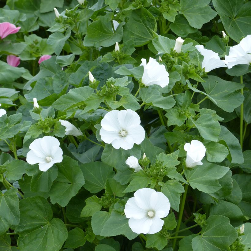 Lavatera trimestris Mont Blanc biologisch (zaad) - Bekermalva (Bloei)