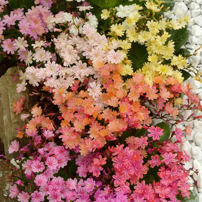 Lewisia cotyledon Elise Mix (zaad) - Bitterkruid (Bloei)