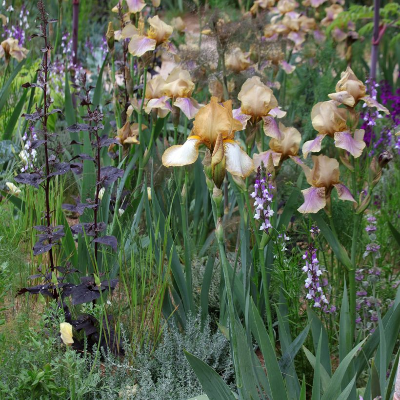 Linaria maroccana Licilia Azure (zaad) - Marokkaans vlasleeuwenbekje (Groeiplaats)
