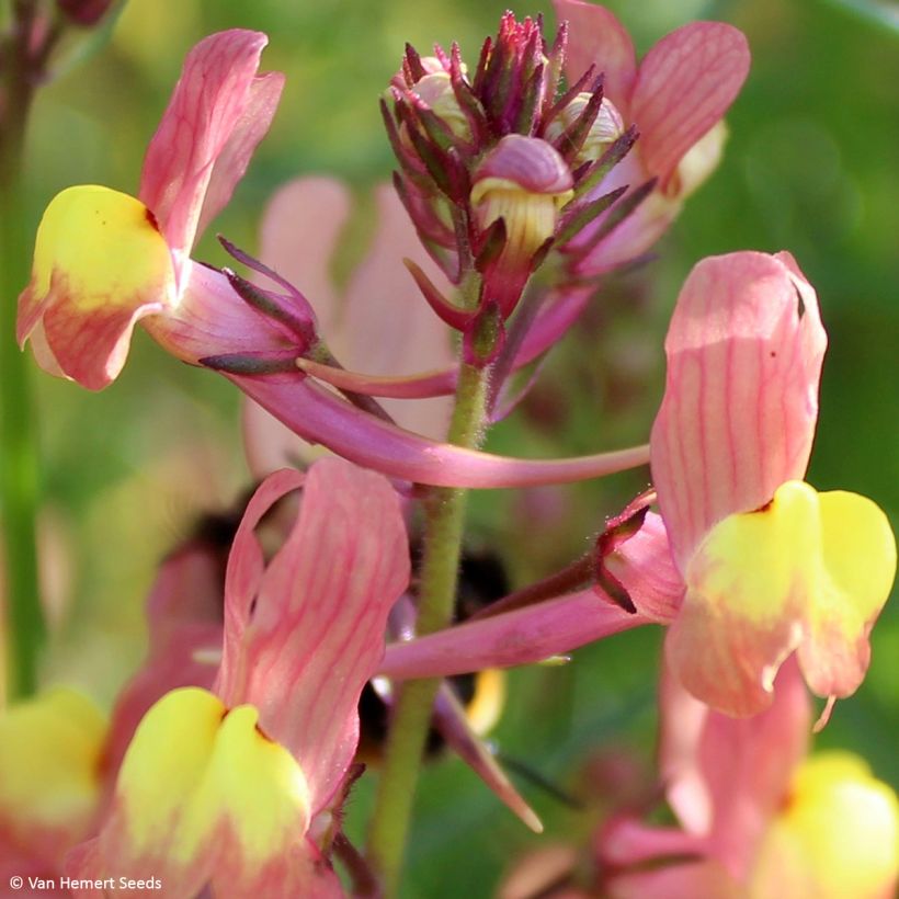 Linaria maroccana Licilia Peach (zaad) - Marokkaans vlasleeuwenbekje (Bloei)